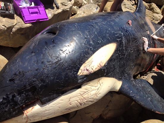 Szeméttel volt teli a halott kardszárnyú delfin gyomra
