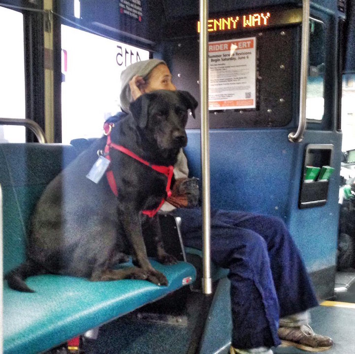 Cuki fotók: egyedül buszozik a parkba az okos kutyus