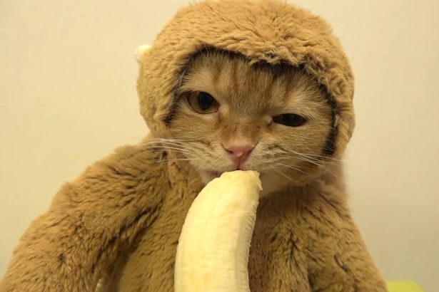 A majomnak öltözött, banánt majszoló macska megcsinálja a napod!