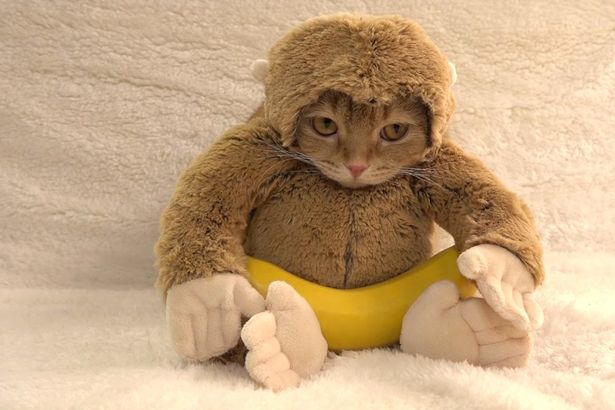 A majomnak öltözött, banánt majszoló macska megcsinálja a napod!