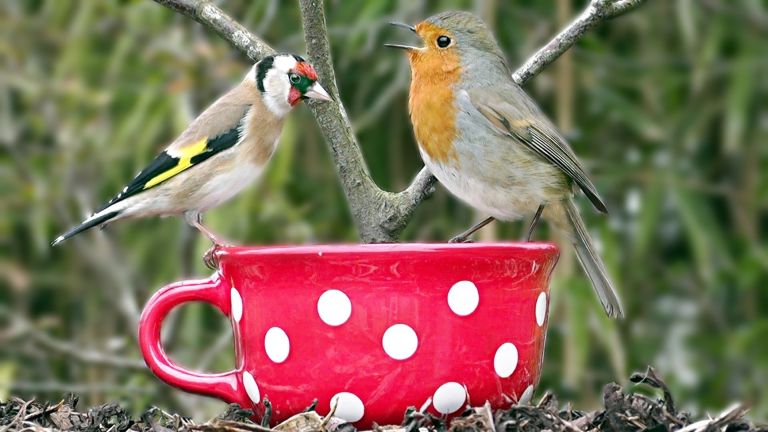Életmentő: havazás idején etesd a madarakat!