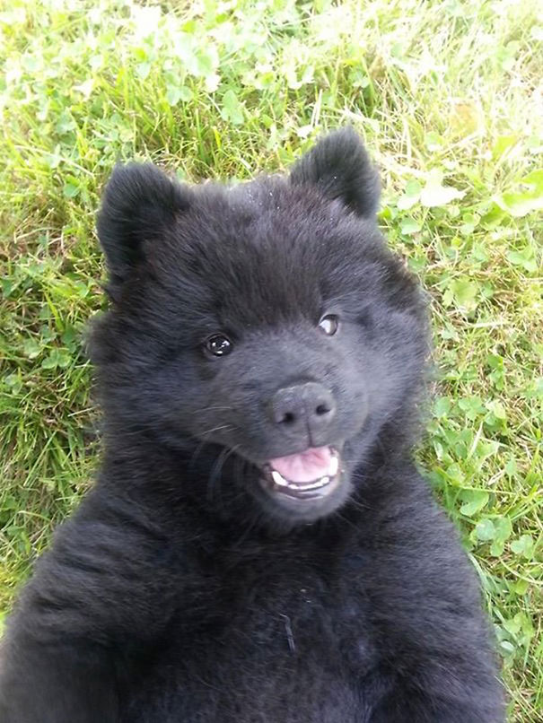 15 kutya, aki medvének néz ki, és megdobogtatja a te szívedet is - cuki fotók