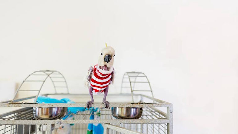 Pulóverekkel tartják melegen a tollfosztott papagájt - megható fotók