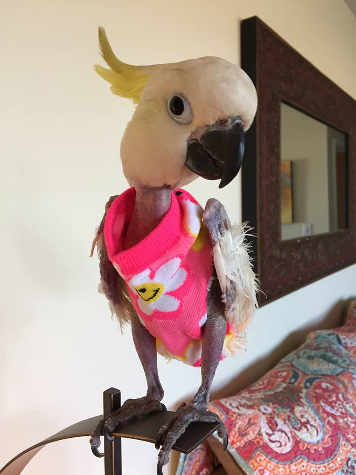 Pulóverekkel tartják melegen a tollfosztott papagájt - megható fotók