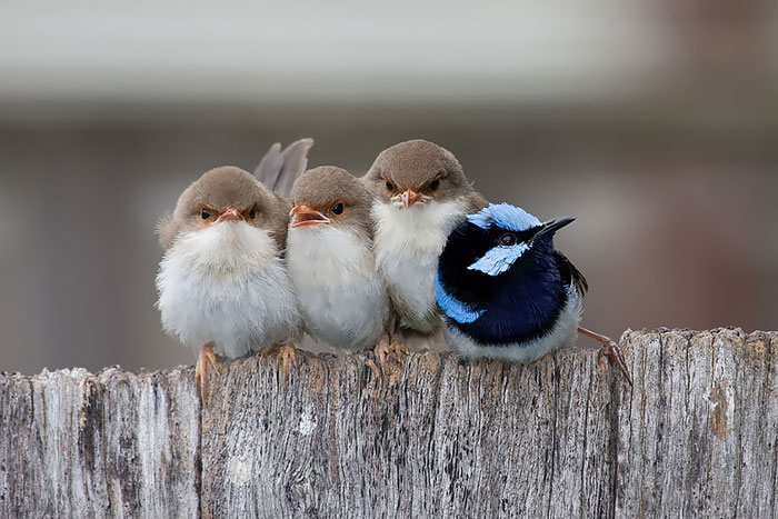 Csodás természetfotók a fiókáikat gondozó madarakról - képek