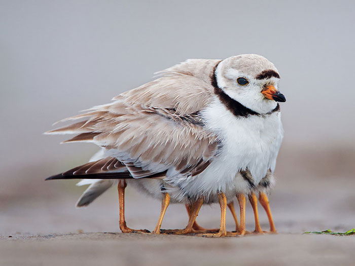 Csodás természetfotók a fiókáikat gondozó madarakról - képek