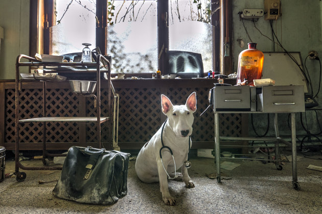 Kutya vette birtokba az elhagyatott helyeket – szürreális fotók