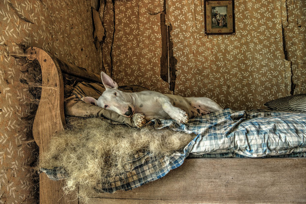 Kutya vette birtokba az elhagyatott helyeket – szürreális fotók