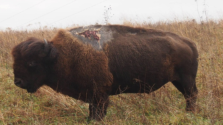 Hihetetlen: villám csapott a bölénybe - túlélte