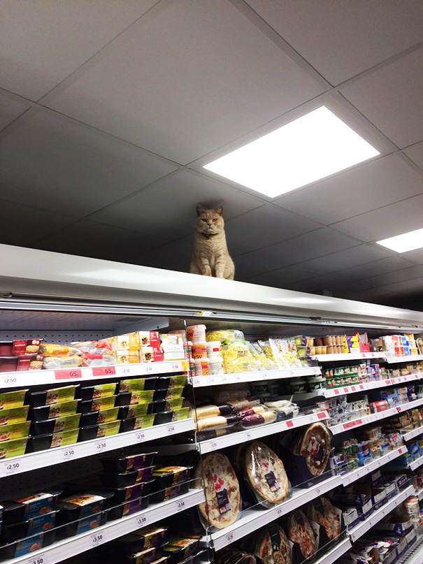 Ez a macska uralma alá hajtotta a londoni szupermarketet - vicces fotó