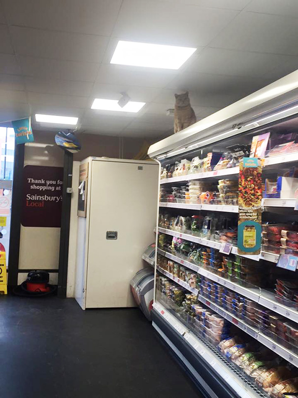 Ez a macska uralma alá hajtotta a londoni szupermarketet - vicces fotó