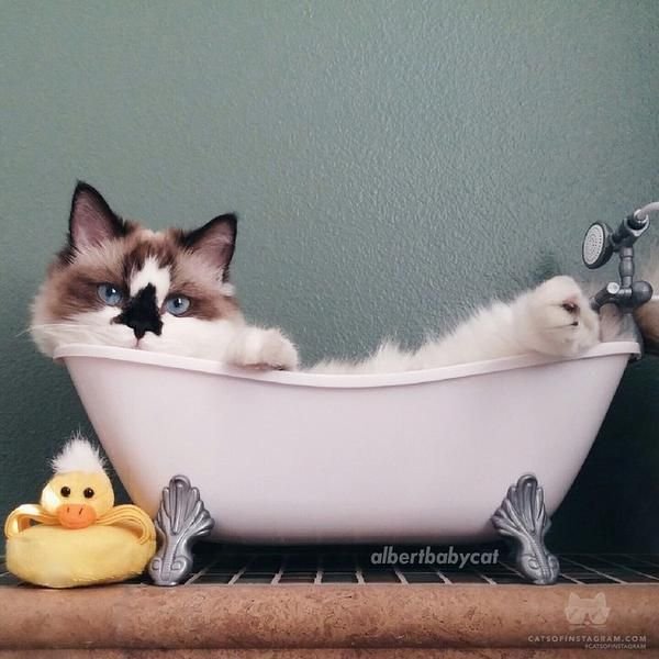 A macskák és az ő vízfóbiájuk