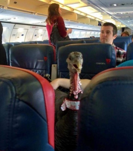 Élő pulyka utazott a repülőgép utasterében