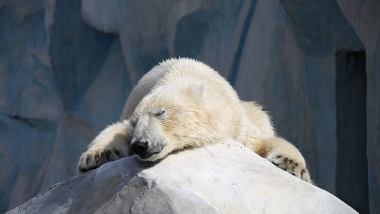 Prozacot szednek az állatkerti jegesmedvék
