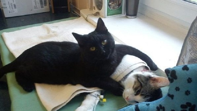 Minden állaton segít az ápoló-macska – cuki képek