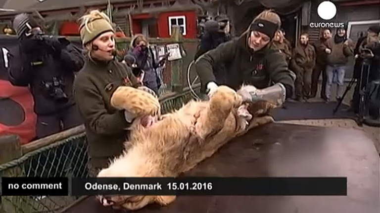 Most egy oroszlánt daraboltak fel egy dániai állatkertben gyerekközönség előtt