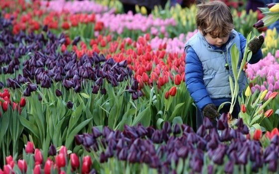 Hollandiában elindult a tulipánszezon