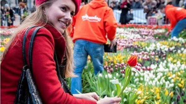 Hollandiában elindult a tulipánszezon