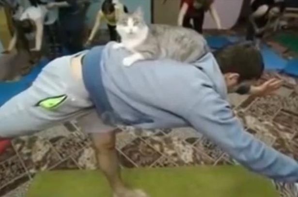 A macskádat is magaddal viheted erre a jógaórára