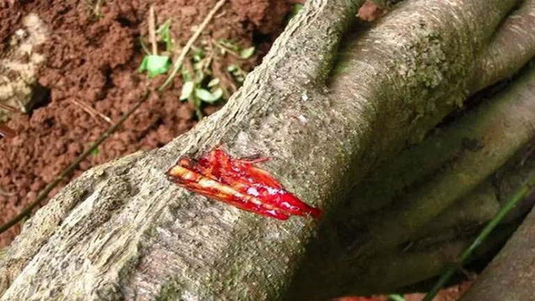 Vérző fára bukkantak Kínában