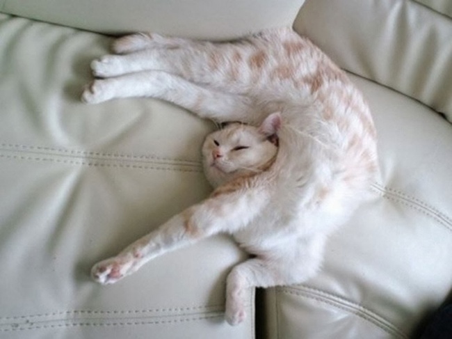 20 macska, akik úgy tudnak aludni, ahogy senki más - vicces képek