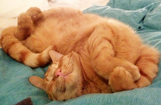 20 macska, akik úgy tudnak aludni, ahogy senki más - vicces képek
