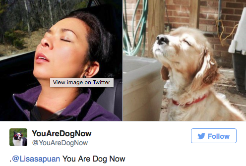 Ez a Twitter oldal megtalálja a benned rejlő kutyát