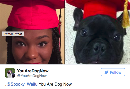 Ez a Twitter oldal megtalálja a benned rejlő kutyát
