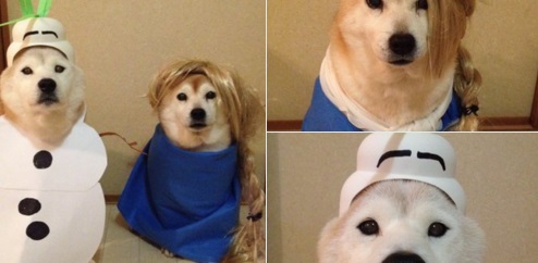 Ezek a jelmezes shiba inu kutyák megcsinálják a napod – vicces képek