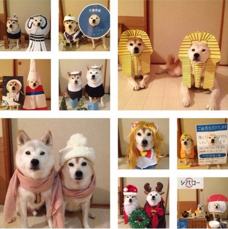 Ezek a jelmezes shiba inu kutyák megcsinálják a napod – vicces képek
