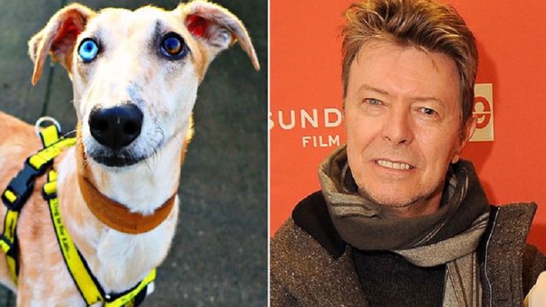 Kísértetiesen hasonlít David Bowie-ra ez a kutya