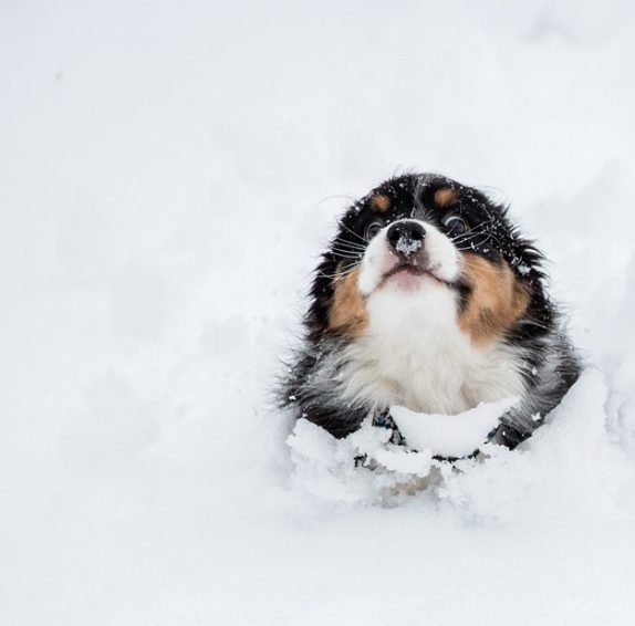 20 állat, aki úgy örül a havazásnak, hogy azt muszáj megnézned - vicces képek
