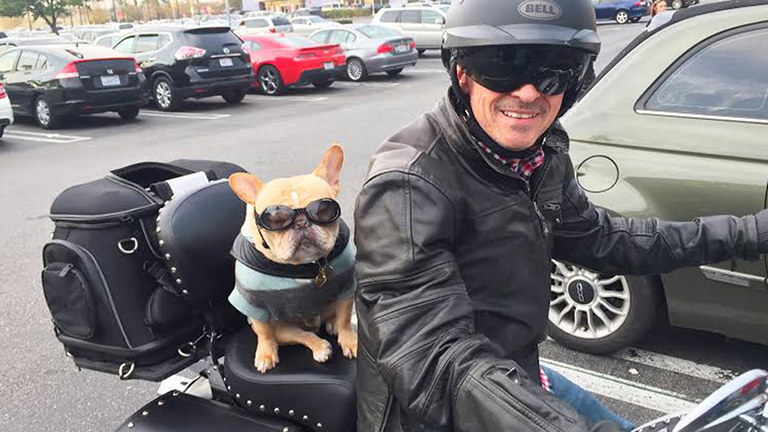 Ez a motorozó francia bulldog a péntek nagykövete - cuki fotó