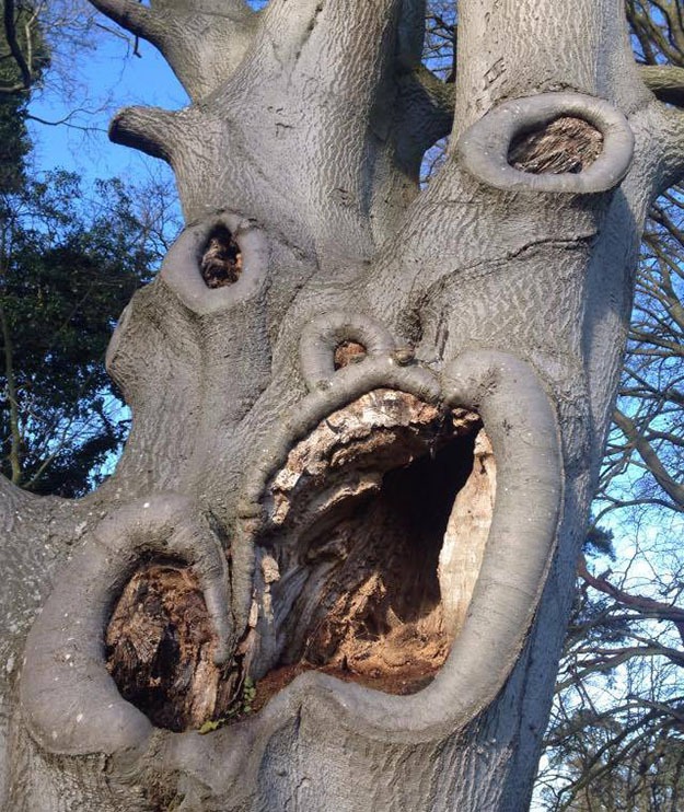 Életedben nem láttál még ennél ijesztőbb fát