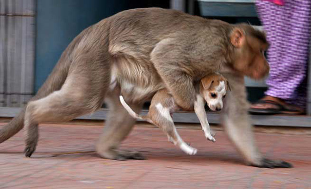 Napi cuki: majom fogadta örökbe a kiskutyát
