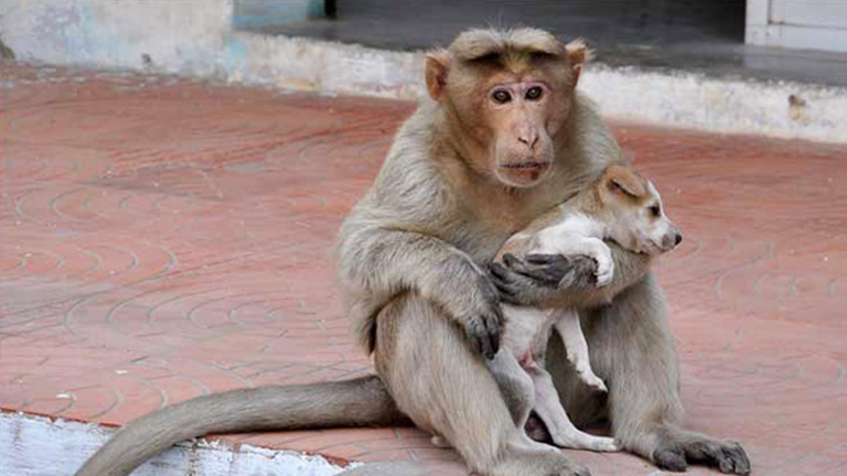 Napi cuki: majom fogadta örökbe a kiskutyát