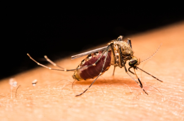 Zika-vírus: 3 brit állampolgárnál diagnosztizálták a fertőzést