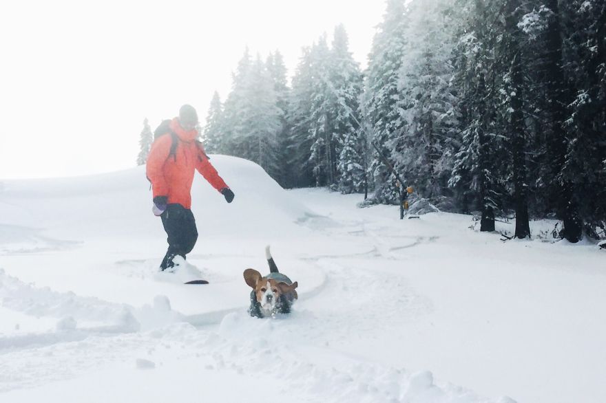 Imádja a havat a snowboardos beagle