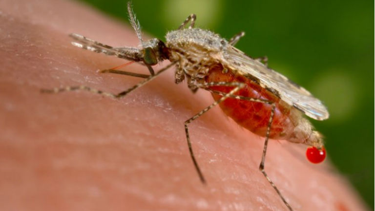 Zikavírus: közleményt adott ki az ÁNTSZ a magyarok veszélyeztetetségéről