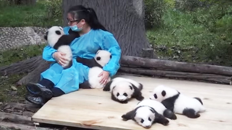 A világ legjobb munkája a pandaszeretgetés!