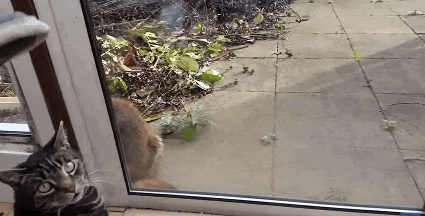 Váratlan látogatója érkezett a cicáknak – cuki videó