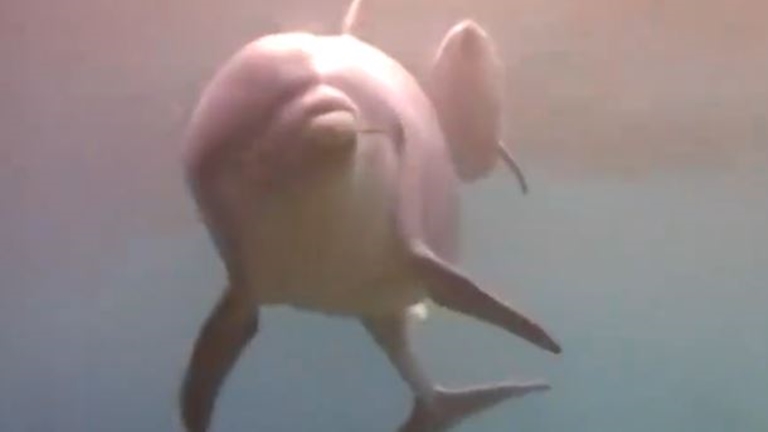 Megható találkozás: így üdvözli az újszülött kis delfint az anyja