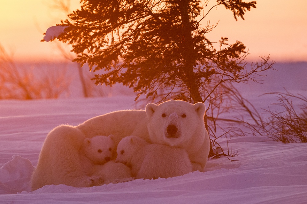 117 órát töltött a jéghidegben, de ezekért a jegesmedvés képekért megérte