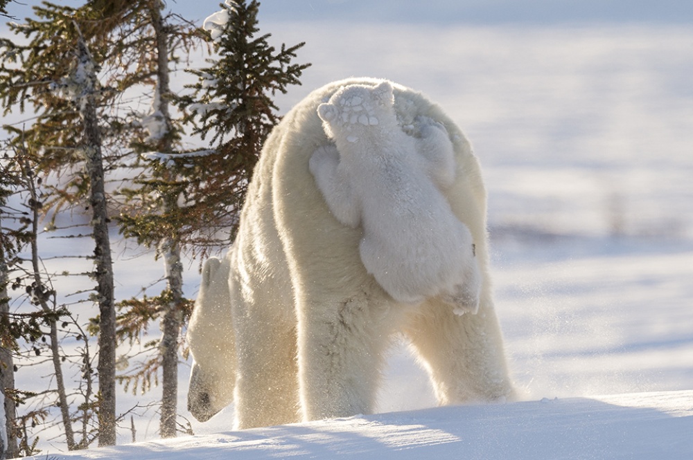 117 órát töltött a jéghidegben, de ezekért a jegesmedvés képekért megérte