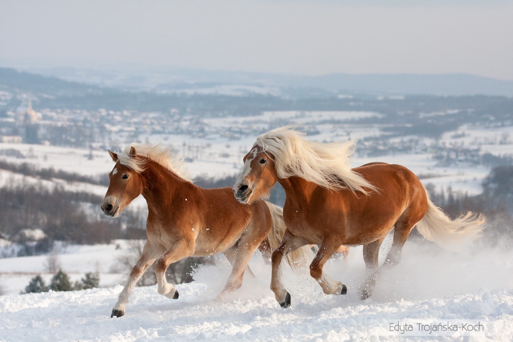 Ezeknél a csodás lovas fotóknál ma már nem látsz szebbet