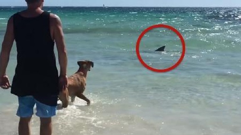 Köszönni akart a cápának a barátságos kutya - videó