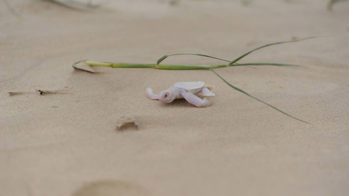 Napi cuki: hihetetlenül ritka albínó teknőst találtak