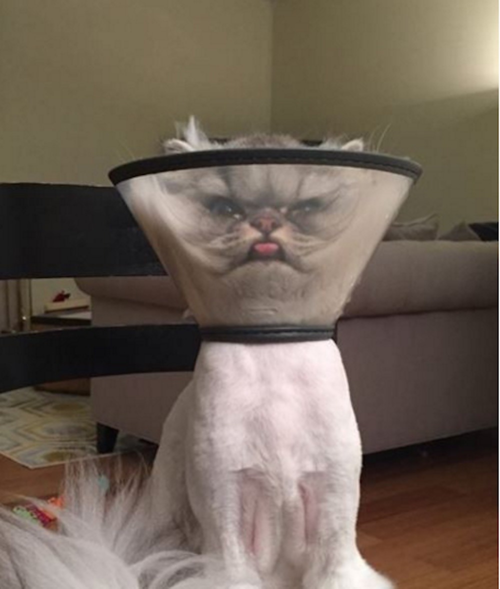 Valószínűtlenül furán fest a tölcsérfejű macska - vicces fotó