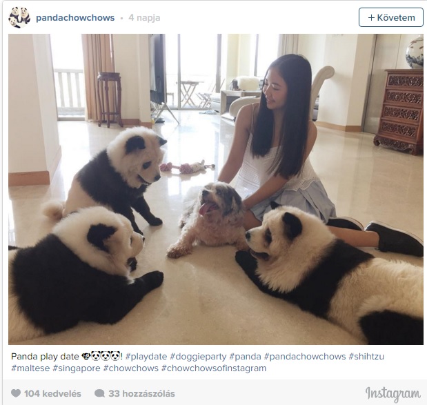 El tudod dönteni, hogy pandák vagy kutyák vannak-e a képen?