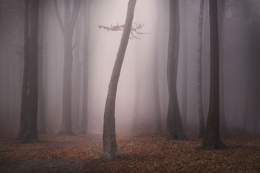 Mesebeli fotók egy misztikus erdőről